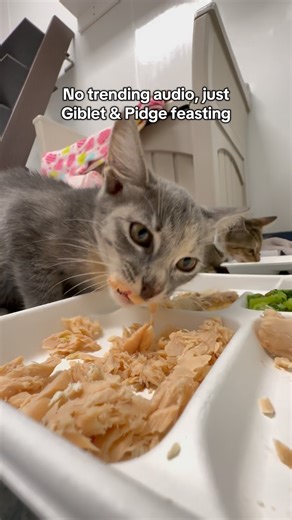 Adopt Giblet & Pidge for $0 on Black FURiday! All adoption fees $0 Friday, 11/28 only, all animals included! Let's get them home for the holidays! | Peggy Adams Animal Rescue League