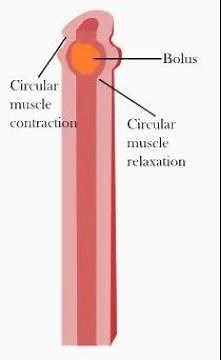 Peristalsis