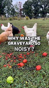 Graveyard humor: to die for! #HalloweenHumor #cemetery #coffin #SpookySeason #chickens #chicken #chickensofinstagram #geese #geeseofinstagram #goose #comedy #funnyanimals #featheryfinetime #motherclucker #farmjokester Audio: moms.dadjokes | Michael Salerno