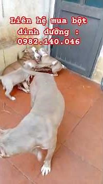 Hello everyone, the pitbull family is taking the puppies out to play today! #pitbull #pitbullpupp...