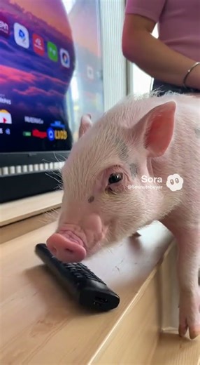 Sony - 65" Class BRAVIA 8 OLED 4K UHD Smart Google TV (2024) Model: K65XR80 SKU: 6578577