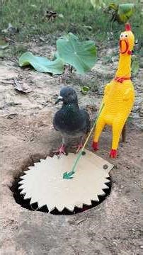 Beautiful Unique DIY Pigeon Bird Trap #camping #outdoors #bushcraft