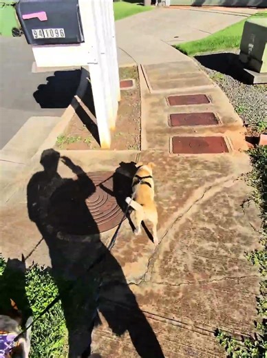 The dogs getting better at walking #dog #dogwalk #dogwalking