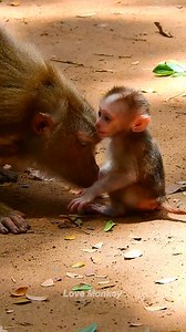 Oh, god, Mommy monkey loves his baby so much ,she keeps watching his baby as a treasure | Love Monkey