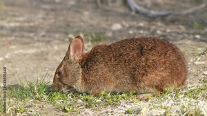 The marsh rabbit (Sylvilagus palustris) is a small cottontail rabbit found in marshes and swamps of coastal regions of the Eastern and Southern United States. This one is feeding just before dark.
