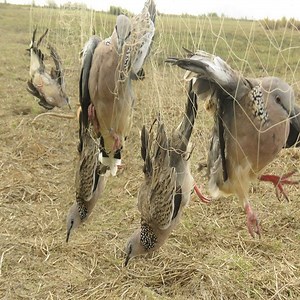 15K views · 94 reactions | Simple Bird Trap With Nets  Join our group : Animals Life. Thank you so much ❤ | Wild Animals | Facebook