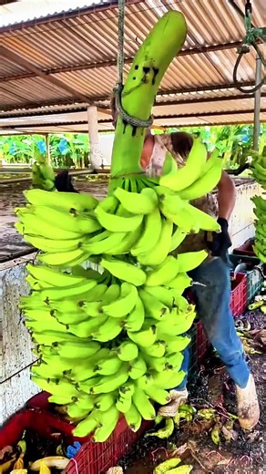 Unbelievable Speed: Worker Processes Bananas Fast 🤯🍌
