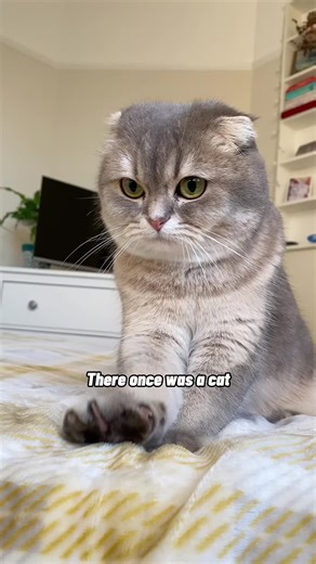 Cat Shanty Sing-Along: Wellerman Cat Version