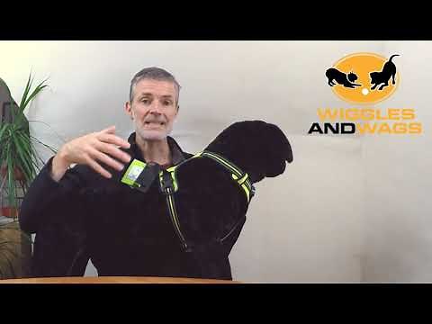 Does My Dog Harness Fit Correctly