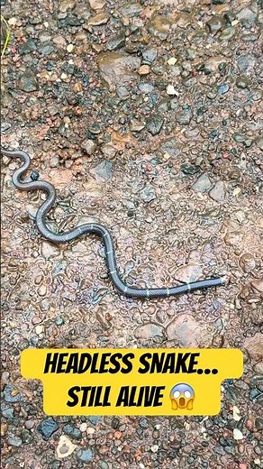 Headless Snake Still Moving 😨 | Shocking Real Snake Video