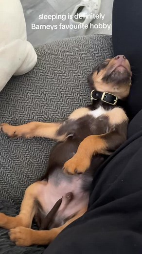 #fyp #barneybear #foryou