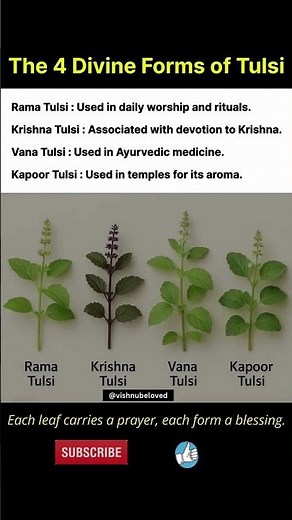 Divine Forms of Tulsi, Jai Shree Ram, Jai Shree Krishna #sanatandharma #tulsi #hindu #krishna #ram