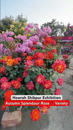 SUNSET GLOW! 🌅🌹 Autumn Splendor Rose in Full Bloom at Shibpur Show #shorts