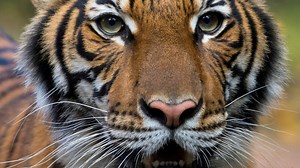 Un tigre d’un zoo de New York atteint de la COVID-19