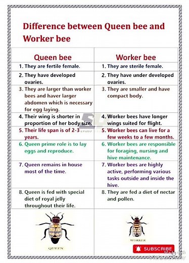 Difference between queen bee and worker bee