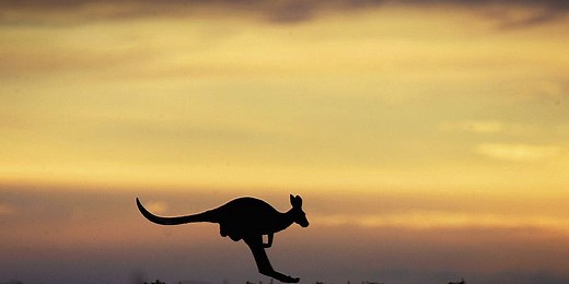 Demise of Australia’s large kangaroos likely not caused by climate change, study suggests
