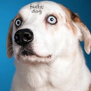 We Rate Dogs | Know Your Meme