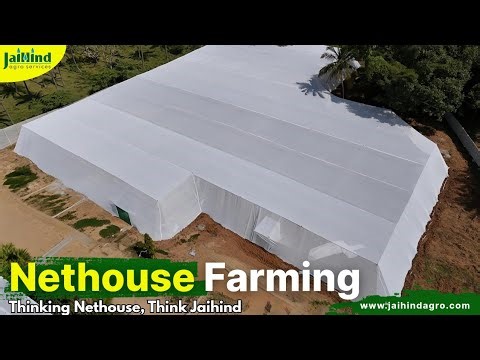 Nethouse Farming | Protected cultivation under Nethouse