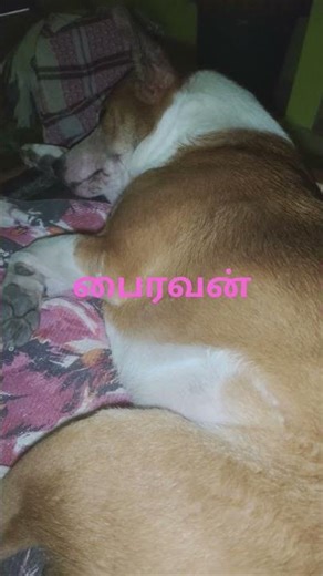 பைரவனின் 💜Good morning friends👍🙋 #animallovers #animallovers #petcareprovider