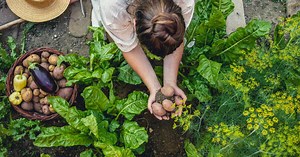 Comment utiliser la bouillie bordelaise au jardin ?