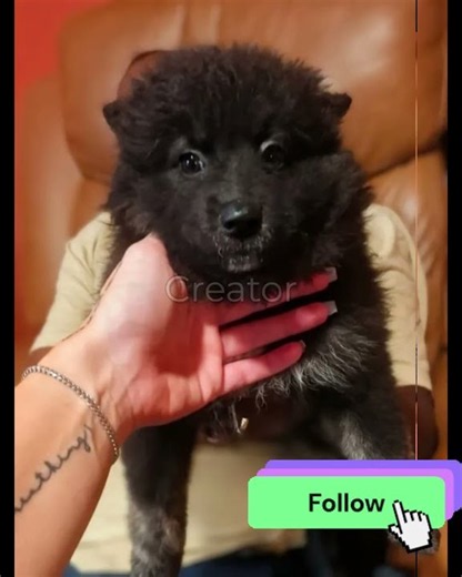 Smart, Sweet & Playful! 🐶 Meet This Handsome Pomsky