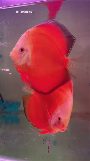 Red Melon Discus | 西瓜紅七彩神仙