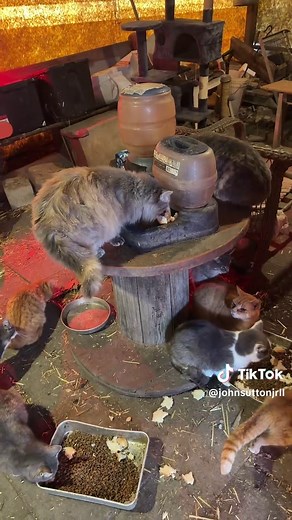 Fluffy's Feast: A Heartwarming Farm Moment