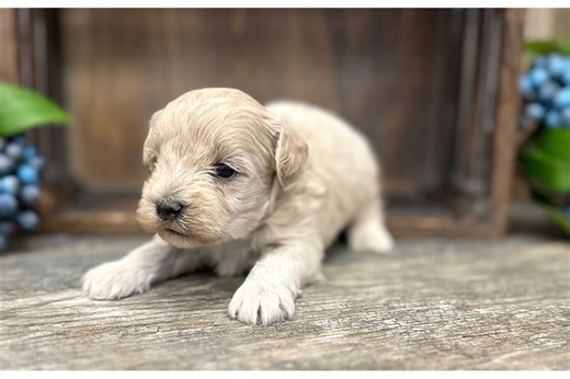 Jupiter - Havapoo Puppy 45F91A