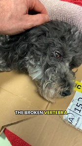 Disaster can strike anytime, and it is the greatest fear of any animal family that an accident could leave their dog facing paralysis or even euthanasia. Reba ran into a tree and broke her neck. As a result she was completely tetraplegic (loss of function affecting all four limbs) and in a lot of distress. Her family came to Fitzpatrick Referrals as an emergency and all their plans were dropped immediately. Upon physical examination, I ascertained that she did have some feeling in her feet, whic