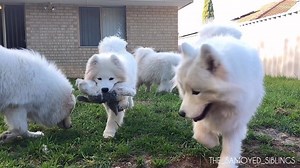 Take 2: The M.A.S.H compilation. Featuring ‘Stuffed Toy’ & little Hoomans. | The Samoyed Siblings