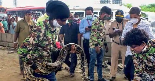 10-foot-long pythons causes traffic jam on Mumbai highway, rescued [WATCH]