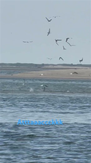 Shore birds dive bombing sand eels #nature #wildlife #animals #birds #ocean