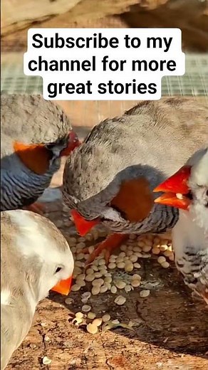 zebra finch singing sounds, finches eating