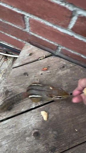 Adorable Chipmunks and Squirrels Playing Together
