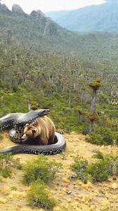 Amazon Anaconda vs. Grizzly Bear： EPIC Showdown! #anaconda #bear #wildanimals #snake #amazon #viral #foryoupage | Anaconda Ai