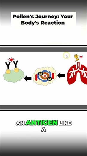 Allergy Explained: How Pollen Enters Your Respiratory System #shorts