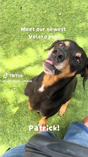 Meet sweet Patrick! 🐾 #adopt #retriever #sanantonio
