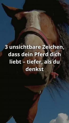 Du glaubst, Liebe zeigt sich nur durch Nähe, Ohren spitzen oder Brummeln beim Futter? Dann wird dich das hier tief im Herzen berühren. Denn wahre Verbindung zwischen Mensch & Pferd geschieht nicht laut. Sie geschieht leise. Energetisch. Auf einer Ebene, die du nur spüren kannst – wenn du bereit bist, wirklich hinzusehen. Hier sind 3 Zeichen, die viele übersehen – obwohl sie der größte Liebesbeweis deines Pferdes sein können: 🐎 1. Es spiegelt dich – auch in deinem Schmerz Wenn dein Pferd plötzli