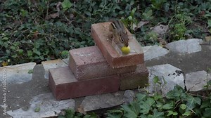 Chipmunk stuffs a big acorn in its mouth and leaves in slow motion HD