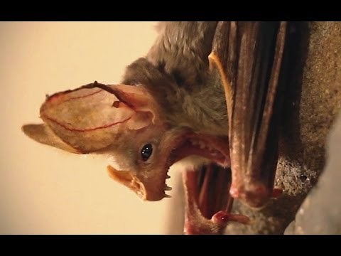 Are You Afraid Of Bats?