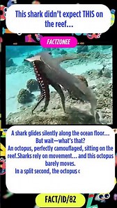 Shark Meets Octopus… What Happens Next? 🐙🦈