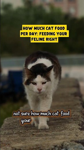 How Much Cat Food Per Day? #catshorts