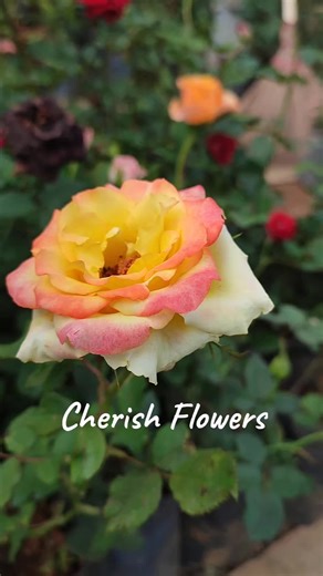 Cherish on TikTok