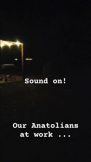 Anatolian Shepherds on the job