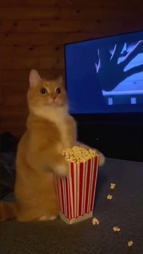 When Your Cat Realizes It’s a Horror Movie 😂🐾 #cat #funny #cute