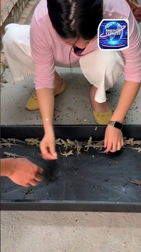 “The Lizard We Fear… Is Making People Millionaires in China!” #usa #facts #china