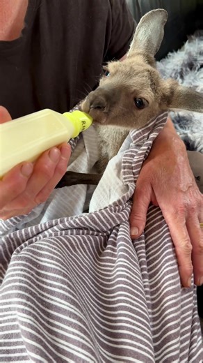 Yesterday we welcomed a very special new joey into care. Meet Sampson, a 9½-month-old Western grey male who was found orphaned in our local area. He’s been lovingly raised for the past 3 months by a fellow wildlife carer, and now he’s come to us to grow up safely in our forever home sanctuary, where he’ll have the time, space and care he needs. At 9½ months old, Sampson weighs just 4.5kg and still has a long road ahead. He will be bottle-fed for approximately another 10 months until he is fully 