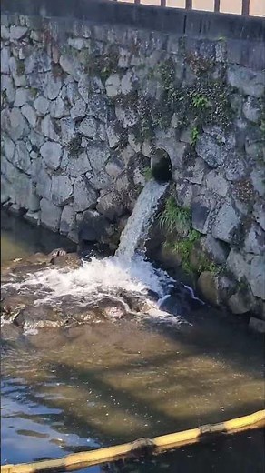 [마쓰야마 여행]"시로야마 공원 해자, 어떻게 환경관리를 하고 있는가?(일본 마쓰야마시)"