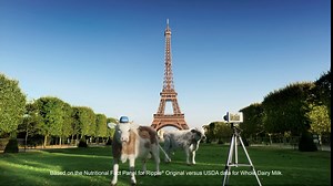 Ripple Vegan Protein Shake, Chocolate & Vanilla (12 Fl Oz), 8oz Non-Dairy Milk, Chocolate & Vanilla (12 Fl Oz), & Original 32oz Non Dairy Milk (32 Fl Oz) | 54 Pack