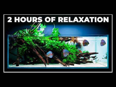 2 Hours of RELAXATION with Magnificent DISCUS Fish